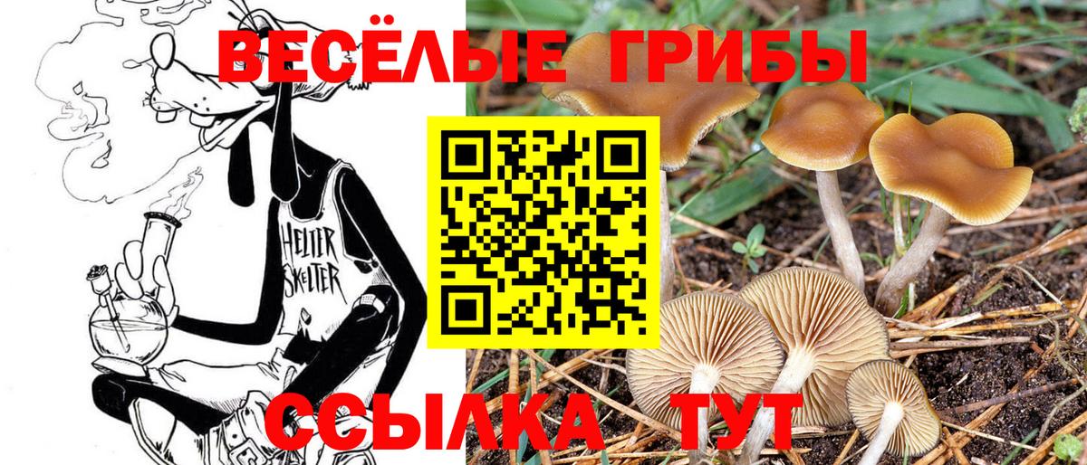 Псилоцибиновые грибы Psilocybe Саратов